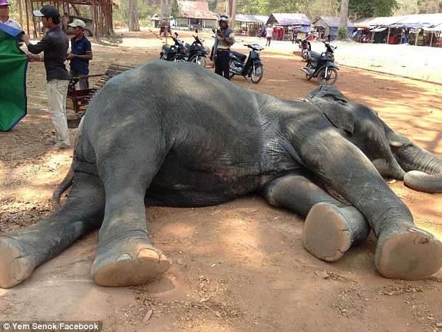 景区高龄大象载客15年 高强度工作引发心脏病而丧命