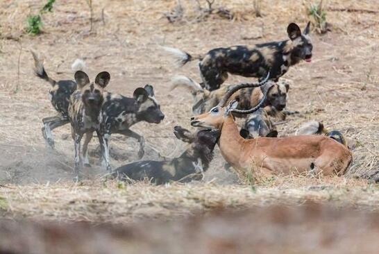 野狗活吃羚羊，惨遭鬣狗抢食，场面激烈，最后鬣狗如此狼狈不堪