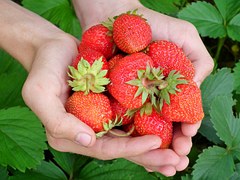 各元素对草莓生长结实的作用