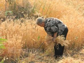 农村二十年前怎样收获小麦，你还记得吗