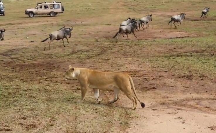 狮子守候捕猎角马群，撕咬致死，数十车人围观，却连声叫好！