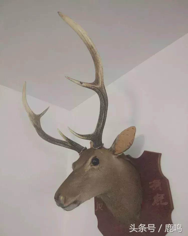 鹿の頭  （商売繁盛、幸せを呼び込む縁起商品） 鹿の頭 （商売繁盛、幸せを呼び込む縁起商品）