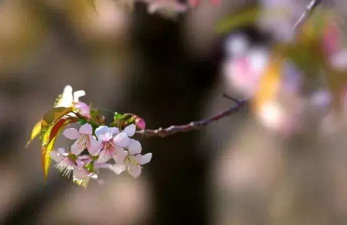 励志诗-第7张图片-诗句网