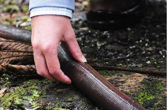世界上最长的蚯蚓（长达2米重达1斤恐龙时期就存在）