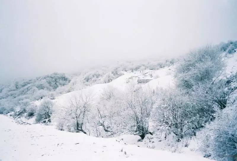 雪原 The snow dream | 投稿作品