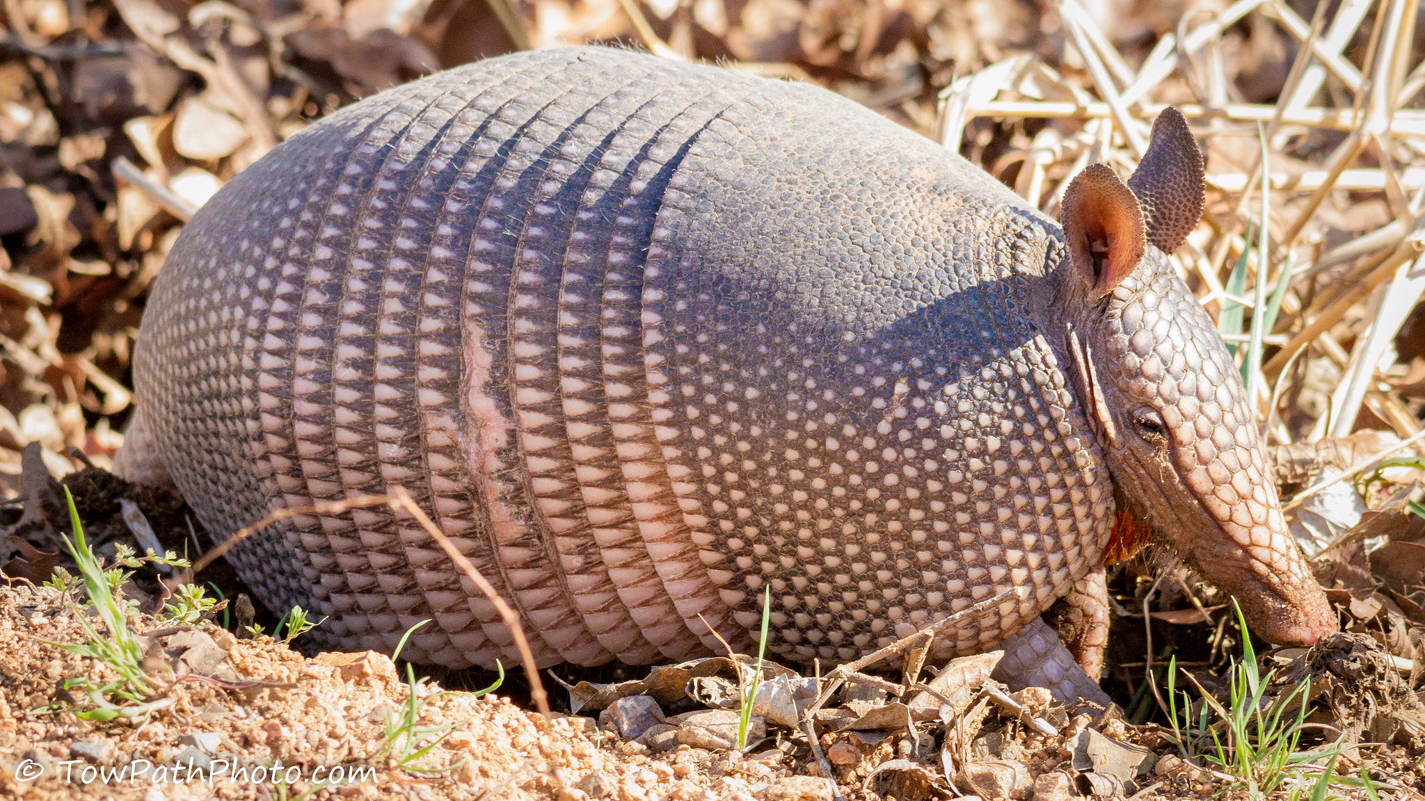 犰狳是什么动物犰狳可以当宠物吗