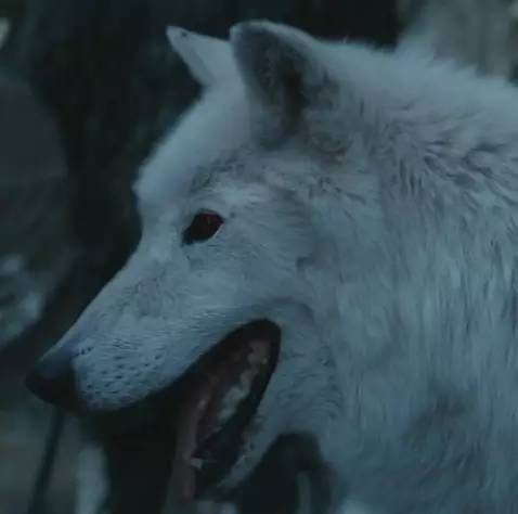 权力的游戏里凶猛的冰原狼，戏外竟是毛茸茸的乖狗狗