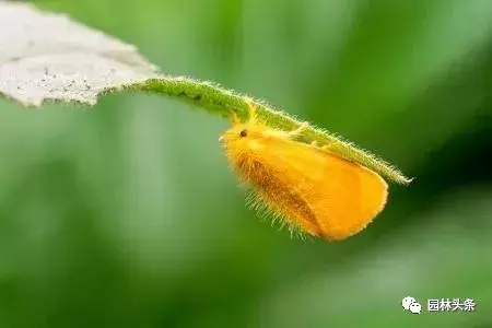 干货|常见园林虫害识别与防治方法!-第7张图片-农百科 干货|常见园林虫害识别与防治方法!-第7张图片-农百科