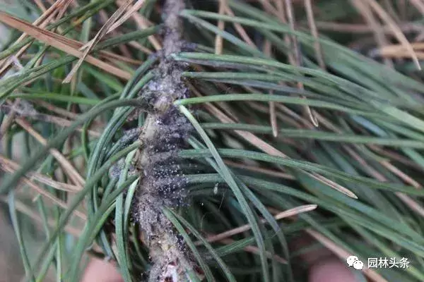 常见园林虫害识别与防治方法!-第2张图片-农百科 常见园林虫害识别与防治方法!-第2张图片-农百科