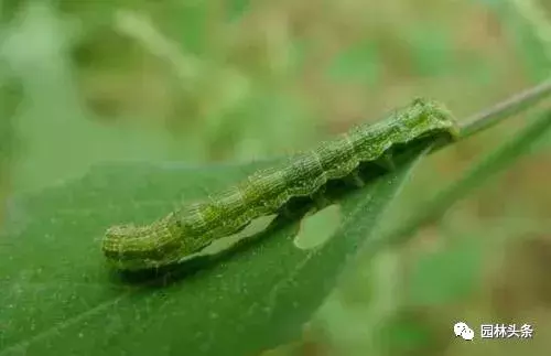 常见园林虫害识别与防治方法!-第13张图片-农百科 常见园林虫害识别与防治方法!-第13张图片-农百科