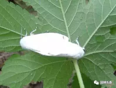 常见园林虫害识别与防治方法!-第10张图片-农百科 常见园林虫害识别与防治方法!-第10张图片-农百科