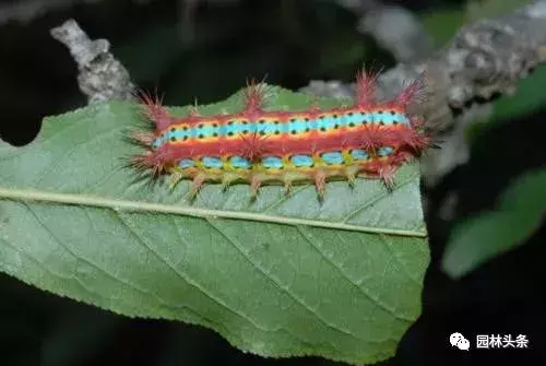 常见园林虫害识别与防治方法!-第8张图片-农百科 常见园林虫害识别与防治方法!-第8张图片-农百科