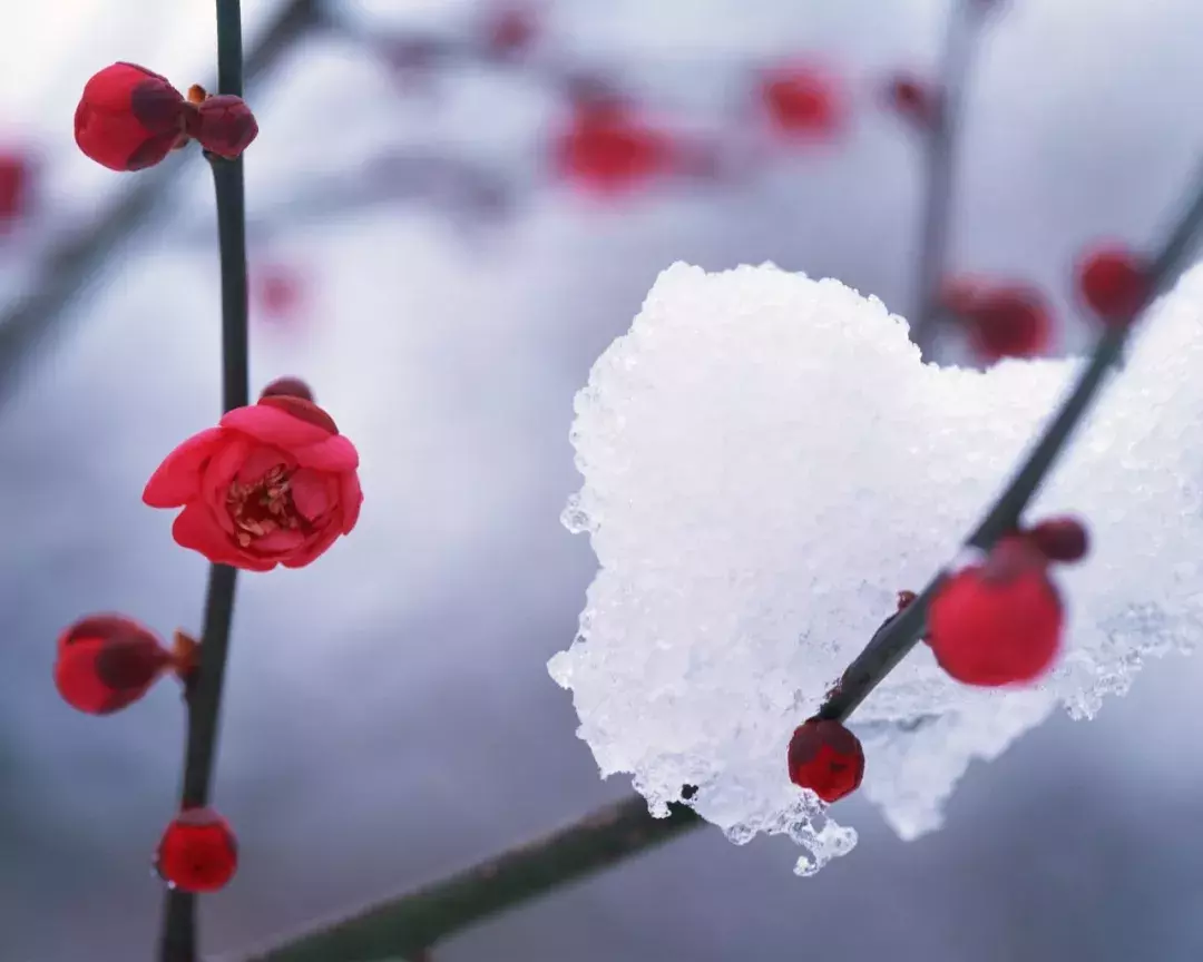 十首梅花诗：已是寒冬时，宜读梅花诗