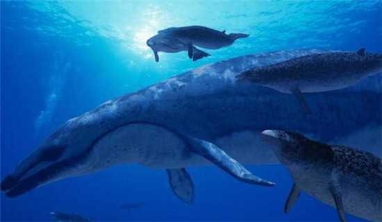 龙王鲸的身体结构照片，龙王鲸仿真图片01