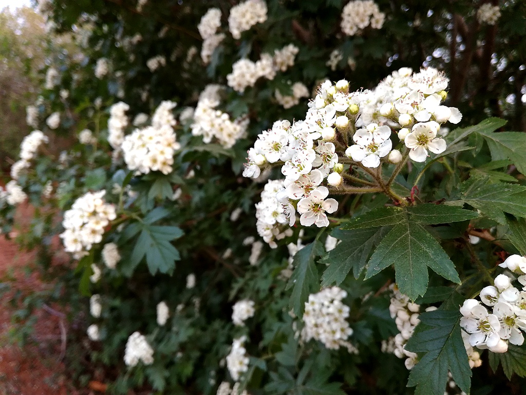 照相不输旗舰手机的华为荣耀畅玩4C