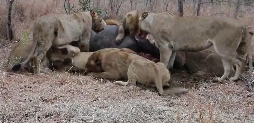 狮子一家吃犀牛，开膛破肚啃咬内脏，狮子们却为了吃大打出手