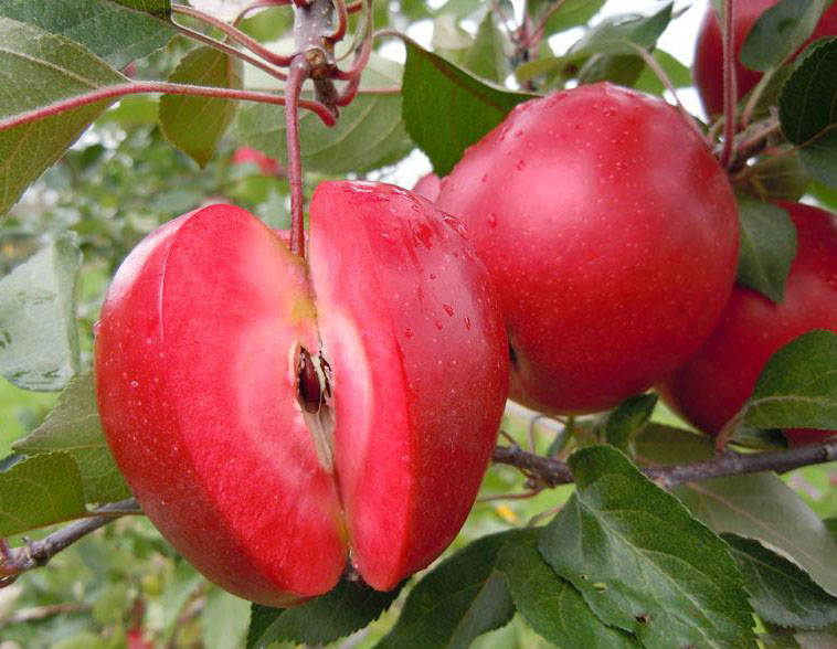 这种苹果，比红富士名贵很多倍，估计很少人吃过！