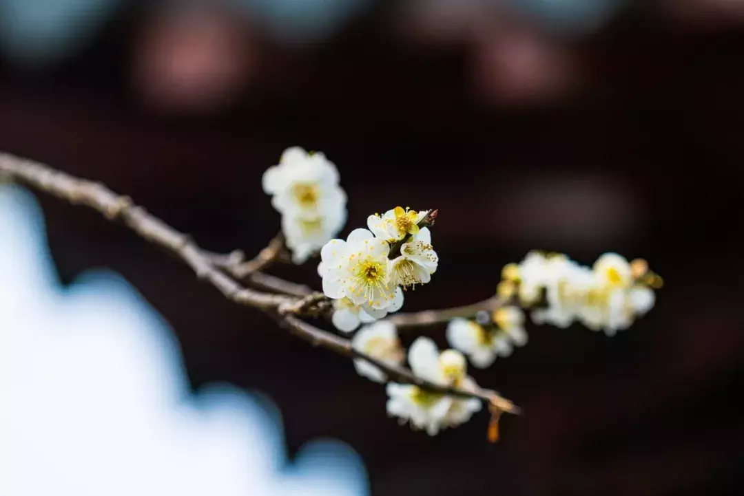 十首梅花诗：已是寒冬时，宜读梅花诗-第2张图片-诗句网