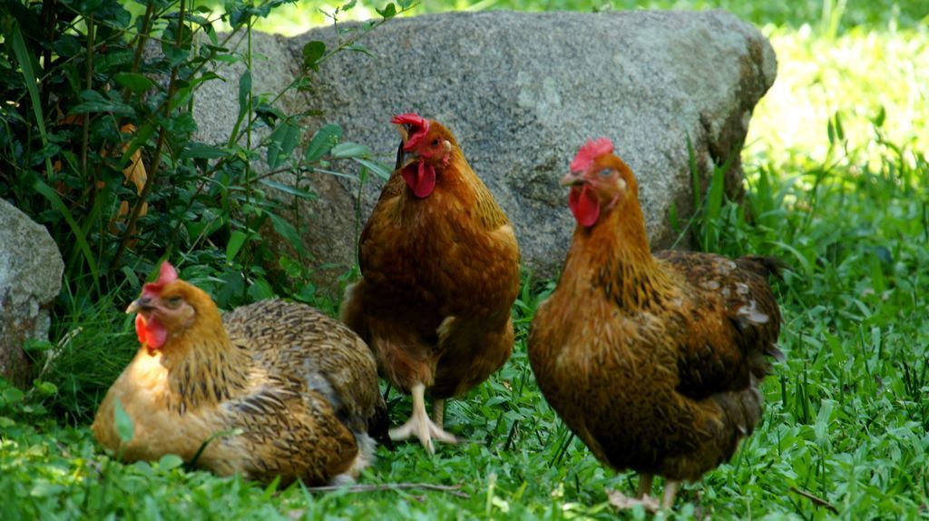 2016值得大力发展养殖的10种畜禽
