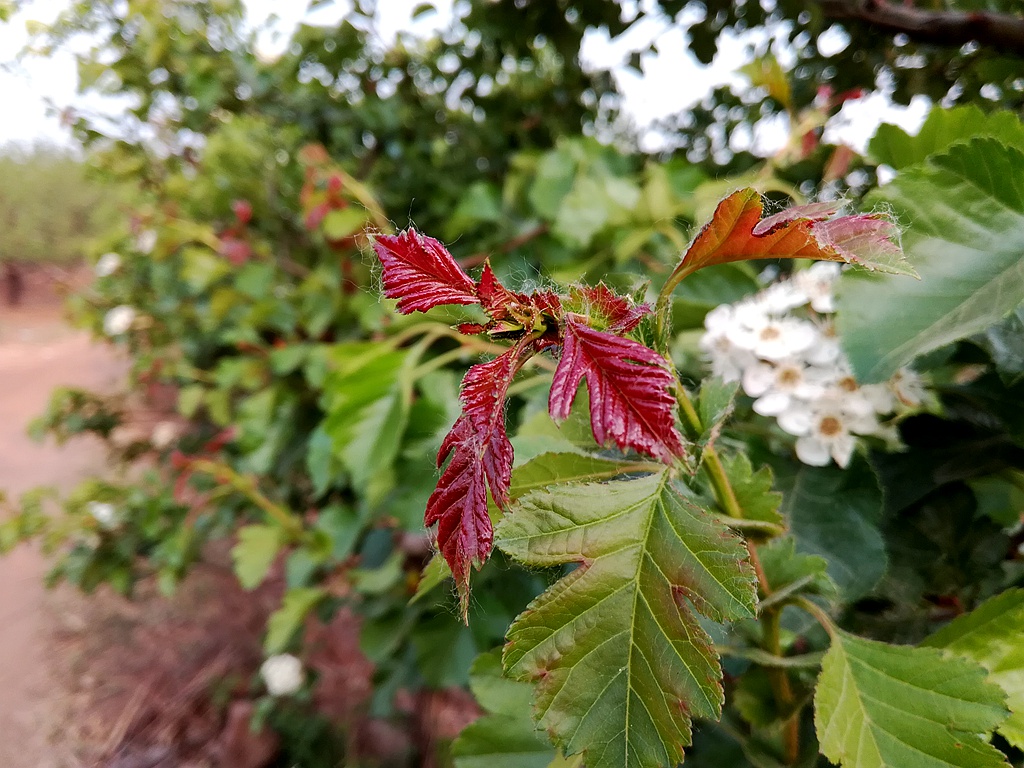 照相不输旗舰手机的华为荣耀畅玩4C