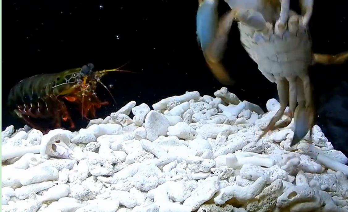 雀尾螳螂虾与螃蟹大战，螃蟹突然被打断钳，而后来螃蟹竟这样战斗