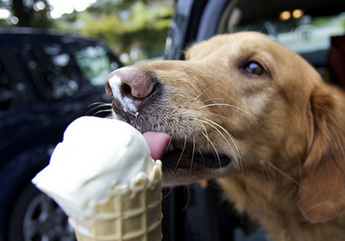 不要给狗狗“冰淇淋”的爱