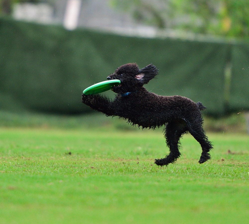 飞盘狗训练养成集——不是不会玩飞盘，是你没扯到汪星人的蛋！