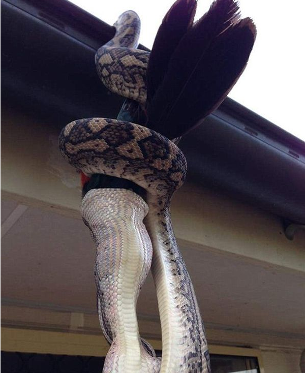 实拍澳大利亚地毯蟒吞食巨型国王鹦鹉，蟒蛇真的是无所不吃啊！