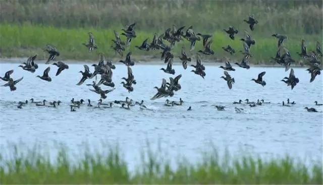 珍惜鸟类筑巢难得一见！杭州湾国家湿地保育区首次开放
