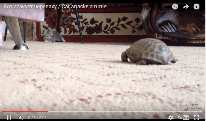 猫和乌龟的第一次约会，乌龟全程淡定地爬，这只喵全程乱抽风