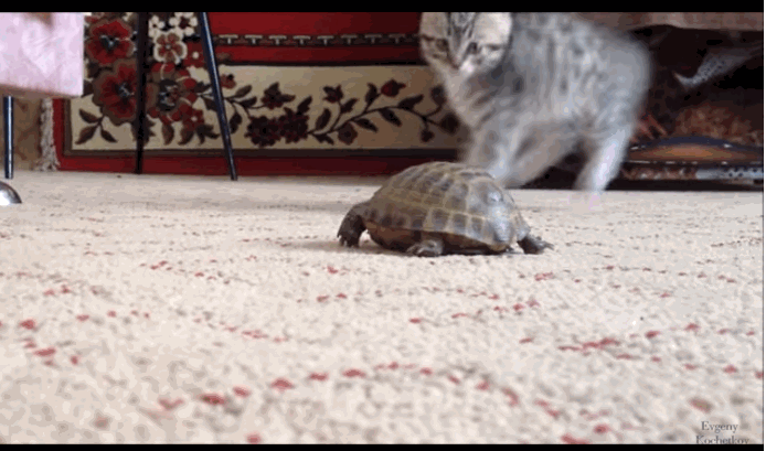 猫和乌龟的第一次约会，乌龟全程淡定地爬，这只喵全程乱抽风