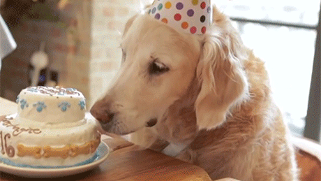 主人为狗狗准备生日蛋糕，吧唧吧唧那沉醉的表情，网友直呼太有戏