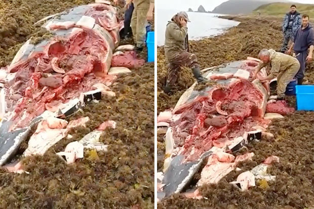 座头鲸宝宝搁浅俄罗斯海滩，当地居民竟活吃生鱼片！