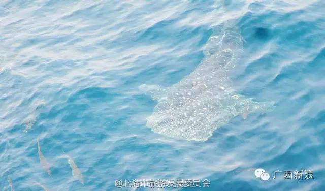 残忍！网传北海可爱鲸鲨宝宝被偷捕，真相居然是这样！