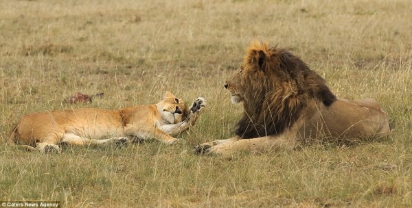 母狮飙骂雄狮，雄狮却好脾气地任由打骂，逗趣一幕让摄影师憋笑