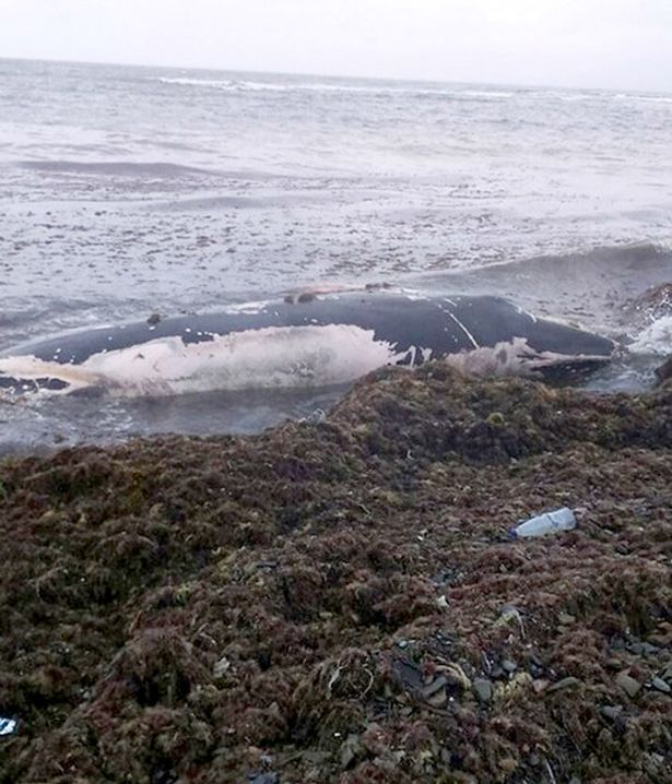座头鲸宝宝搁浅俄罗斯海滩，当地居民竟活吃生鱼片！