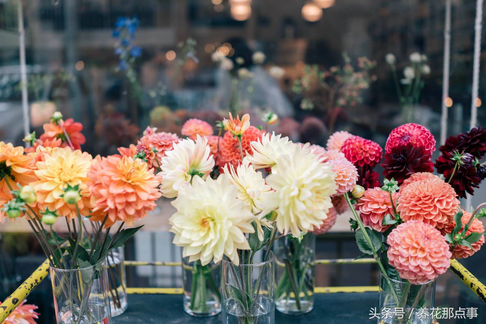 又是一年的年宵花时节，来看看老外的花店里面卖的都是啥花