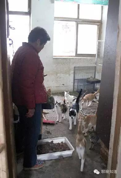 聊城：100只猫抢占城区一套房子