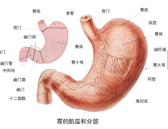 人的胃什么样子图片图片