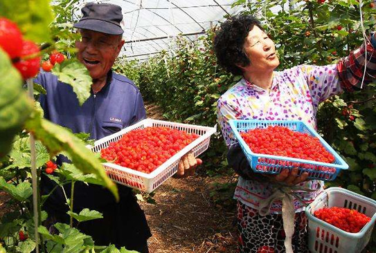 宁波农民大棚种植山莓，每公斤可卖150元！