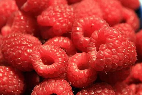 宁波农民大棚种植山莓，每公斤可卖150元！