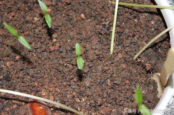 不少花友想播種薰衣草，但你知道薰衣草的種子怎麼種嗎？
