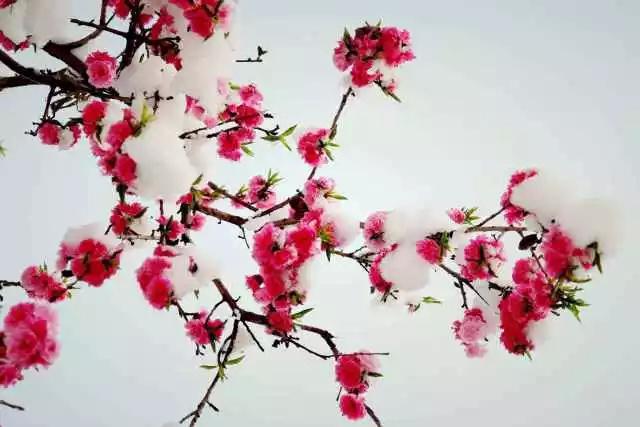 关于梅花的20首古诗，快陪孩子一起来读吧！