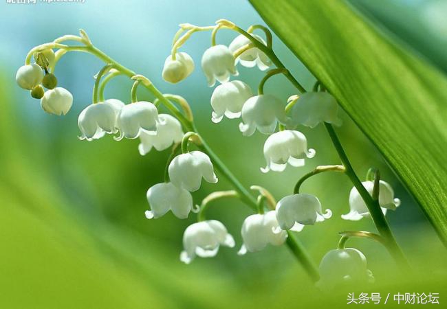 这几首小诗，帮你描述春天-第1张图片-非凡网