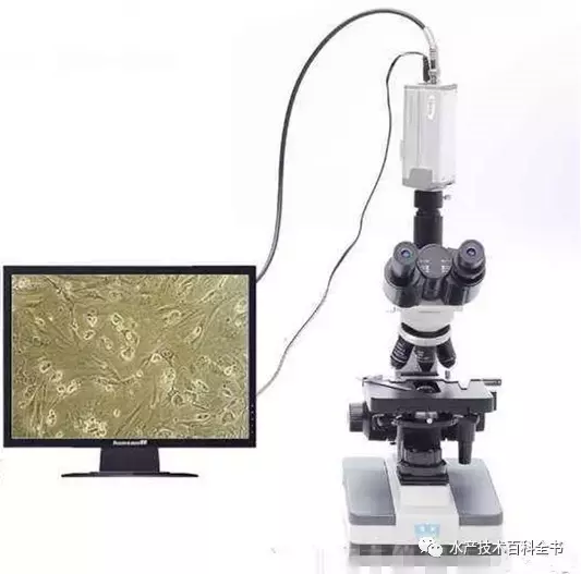 普通光学显微镜的使用技术