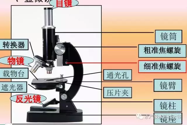 普通光学显微镜的使用技术