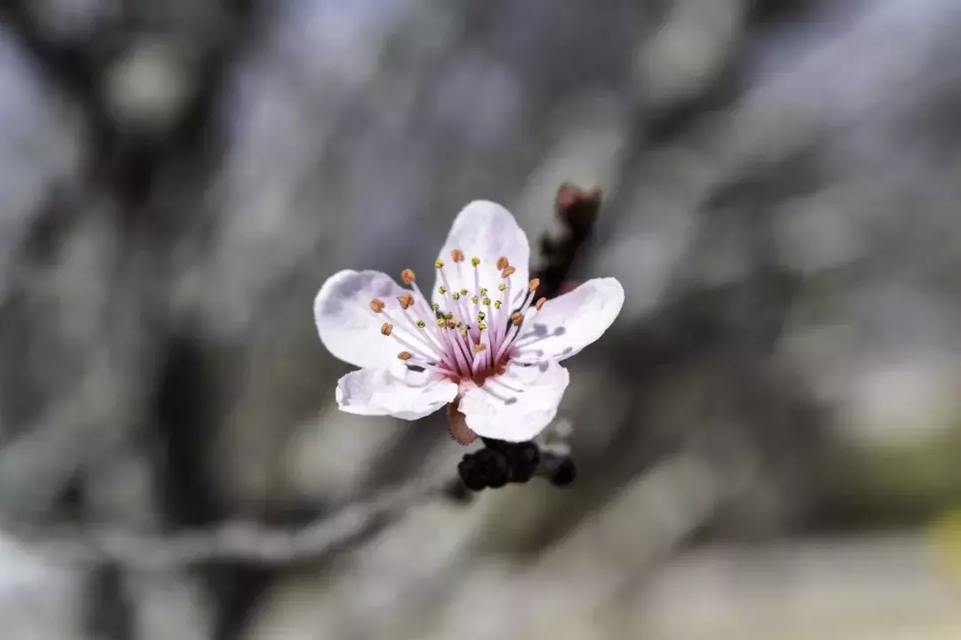 十首最美春日诗词，邂逅最美春愁-第8张图片-诗句网