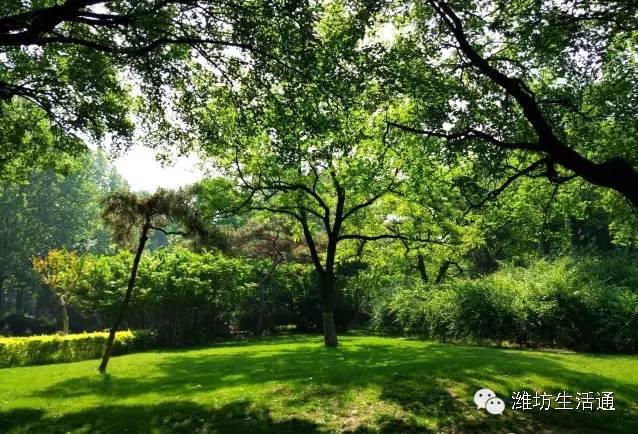 潍坊藏着一个“美貌惊艳”的公园