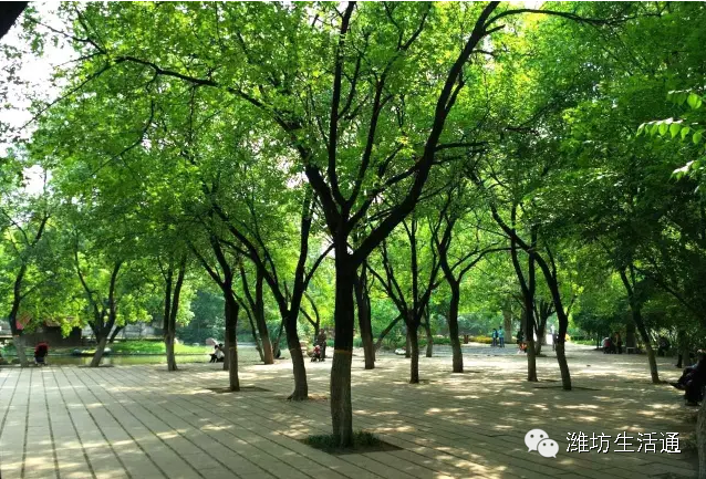 潍坊藏着一个“美貌惊艳”的公园