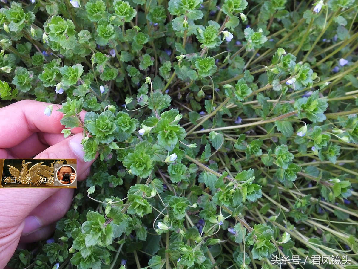 婆婆纳的功效与作用（婆婆纳的用药功效及配方）